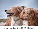Small photo of two dogs at a beach being romantic - cavoodle dog whispering sweet nothings in the air of a collie dog