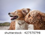Small photo of two dogs at a beach being romantic - cavoodle dog whispering sweet nothings in the air of a collie dog