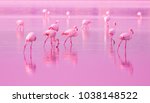 Birds Pink Flamingos Walk On...