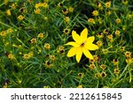 Bright Yellow Flower Of...