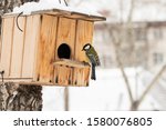 In winter, birds fly to the feeder in search of food. Tit seeks food in a birdhouse