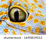 Close Up Gecko Header. Eye...