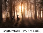 Young deer in a sunrise and misty winter forest. Natural woodland dawn landscape in Norfolk England. Dark shadows and golden morning sun