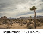 Small photo of Joshua Tree National Park, CA, USA - January 31, 2022: Thick gray cloudscape over dry desert with bushes and couple of namesake trees. Bushes on sand and hills on horizon.