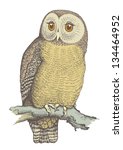 Owl Hand Drawn  Vector...