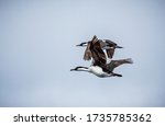 Mating Pair Of Arctic Cormorant ...