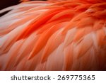 Close Up Of Flamingo Feathers
