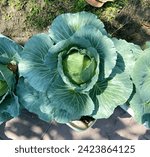 Small photo of Brassica oleracea, Brassica oleracea L. var. capitata L., Cabbage, Common Cabbage, White Cabbage, Green Cabbage.