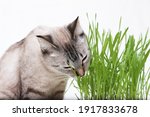 Thai Cat Eats Grass. Cat Food...