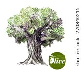 Olive Tree Vector Illustration. ...