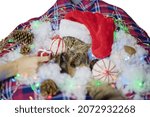 Small photo of Serious santa cat. Cajole a cat with a Christmas present. Christmas atmosphere with a cat. Festive composition. Focus on the muzzle
