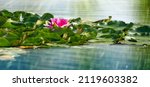 blooming wild water lily in a pond on a summer day, beauty in nature, sunshine on beautiful pink water lily blossom, closeup of a pond landscape concept with lush flower vegetation