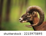 mouflon, wild sheep with green blurred background.