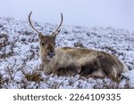 Reindeer herd in the snow in the Cairngorms