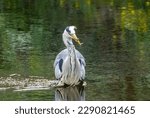 Small photo of Large grey heron fishing successfully, catching and eating lamprey in the river with natural green background reflection in the water