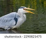 Small photo of Large grey heron fishing successfully, catching and eating lamprey in the river with natural green background reflection in the water