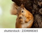 Small photo of Cute little bushy tailed scottish red squirrel in the woodland