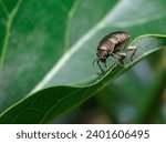 Weevils or curculionidae have...