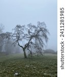 Small photo of Silhouette if a widely ramified European Birch (bendula pedula) tree in fog with few snow and ice patches in winter in Germany.