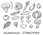 outline vegetables. doodle... | Shutterstock .eps vector #1798679392