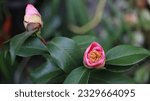 Small photo of Camellia japonica, known as common camellia,or Japanese camellia, is a species of Camellia, a flowering plant genus in the family Theaceae.