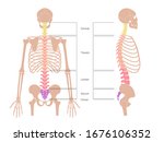 Human Spine Structure Vector...
