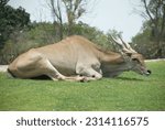 Small photo of Dorcas gazelle lying in the grass basking in the sun.