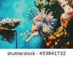 Lion fish hunting among coral reefs. Colorful tropical sea life. Underwater photography. 
Travel inspiration. Sea ocean wildlife wallpaper. 