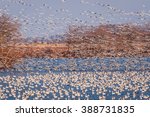 Snow Geese Taking Off Into The...