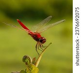 Small photo of The scarlet skimmer or ruddy marsh skimmer, Crocothemis servilia, is a species of dragonfly of the family Libellulidae