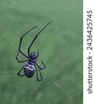 Small photo of Nephila pilipes (northern golden orb weaver or giant golden orb weaver) is a species of golden orb-web spider.
