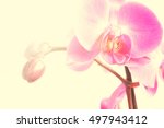 beautiful pink orchid flower | Shutterstock . vector #497943412