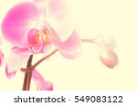 pink streaked orchid flower | Shutterstock . vector #549083122
