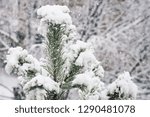 Small photo of Snow covered pine top