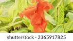 Small photo of ornamental plant, flowering Canna 'Yellow King Humbert' flower plant, orange to brassy yellow in color, in the garden