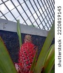 The Red Pineapple Is Growing