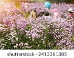 Small photo of Purple and pink Margaret flowers blooming in the sunshine in the middle of a meadow. A flower garden that gives a new feeling and is conspicuous. Leisure travel during the holidays