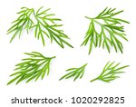 Dill. Fresh dill herb isolated on white. Collection.
