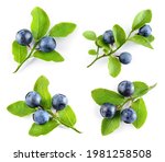 Bilberry Isolated. Bilberry On...