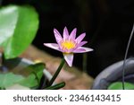 Small photo of Elegant Water Lily: Capturing the graceful allure of a blooming water lily, gently adrift on calm waters. Every delicate petal and enchanting hue meticulously preserved in this captivating photograph.