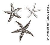 Collection Of Starfish Hand...