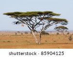 A Large Acacia Thorn Tree In...
