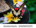 Butterfly insect. rare and...