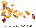 Falling and spinning autumn leaves on white background