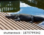An Alligator Resting On A Dock.