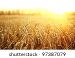backdrop of ripening ears of yellow wheat field on the sunset cloudy orange sky background. Copy space of the setting sun rays on horizon in rural meadow Close up nature photo  Idea of a rich harvest