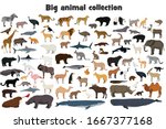 Big animal collection. Set of wild forest, arctic and antarctic, jungle, mountain, african, australian animals, marine mammals, birds, fish. Isolated on white background. Realistic animals. Stock vect