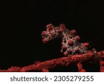 Small photo of Pygmy seahorse is a bony fish in the family Syngnathidae, a type of seahorse. Found in the western central Pacific Ocean. from the bottom of the Sea of Japan to Indonesia and Australia In the depths