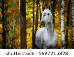 Portrait Of White  Grey Horse...
