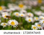 Honey Bee Springtime Scene...